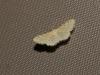 Idaea fuscovenosa